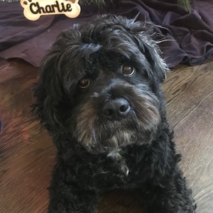 Fundraising Page: Lori Villar